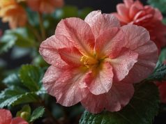 Guía completa: cómo cuidar un begonia fácilmente Guía completa: cómo cuidar un begonia fácilmente