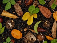 Consejos para acelerar la descomposición de tu compost Consejos para acelerar la descomposición de tu compost