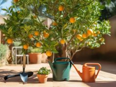 Cómo cultivar un naranjo mexicano: consejos esenciales Cómo cultivar un naranjo mexicano: consejos esenciales